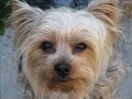 Yorkshire Terriers AKC  Dog   Breeds  Video Slideshow