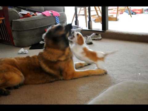 leonberger
