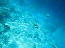 Maayafushi Underwater World