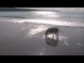 Amber Weimaraner at Portrush Beach