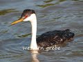Aquatic Birds - You Are So Beautiful to Me Aquatic Birds - You Are So Beautiful to Me