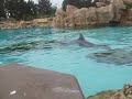 Dolphins at Seaworld