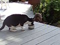 Kitty vs Raccoon