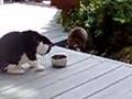 Kitty vs Raccoon