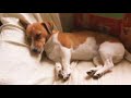 Let sleeping dogs lie Let sleeping dogs lie