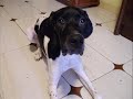 cachorro-bochan-ojos-asi-shakira-funny-dog-puppie.html