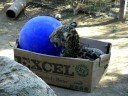 Jaguar in a box
