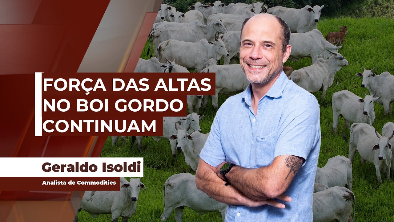 Movimento de alta entre os preços da arroba continua, porém, mais contido do que nos últimos meses