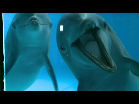 Could dolphin intelligence match humans?