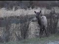 elks feeding and crossing 