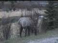 videos de elks feeding and crossing 