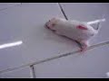 Camundongos na aula de farmacologia, em que foi Administrado Pentobarbitol. A imagem esta ruim, mas o que vale é ver ele andando torto.