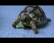 My little turtle