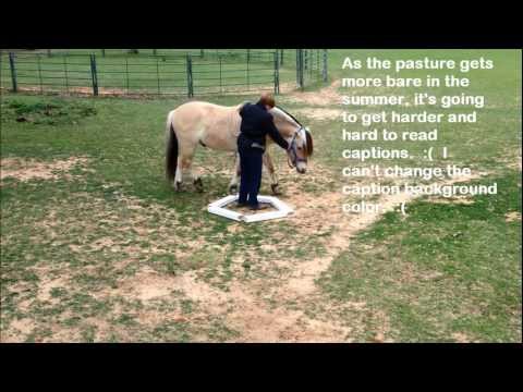 horses grand national