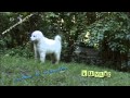 Kuvasz
