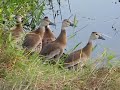 Black-bellied Whistling Ducks-Bushnell-FL-Nov26-2009- 022.avi