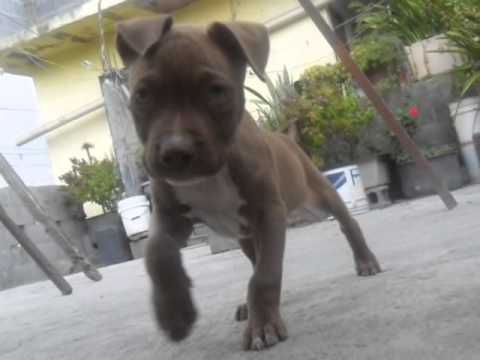 american pitbull
