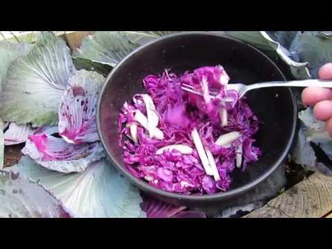 how to harvest red cabbage