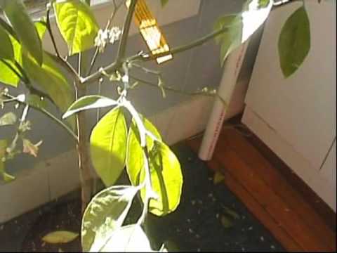 how to lemon tree care