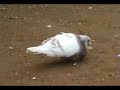 Gorgueros de Carlos Loza 4
