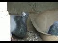 Gorgueros de Carlos Loza 4