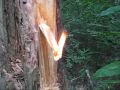 Fire by Fatwood