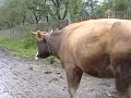 botiza   the cows come home
