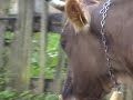 botiza   the cows come home