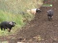 Very free-range pigs