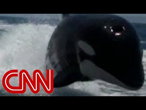 Killer whales surprise couple on boat