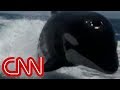 Killer whales surprise couple on boat