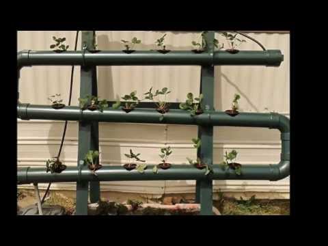 how to grow hydroponic plants