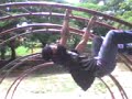 A.C.D las ovejas negra... Su infancia