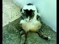 k�t� kedi mi�o :)