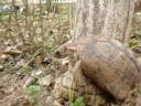 accouplement de tortue accouplement de tortue