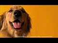 Pedigree Commercial - Cats