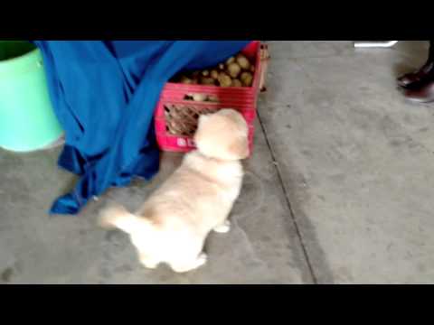 Timmie - 14 English Cream Golden Retriever
