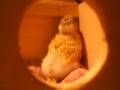 video_sunny_tag_17_19-11-2008.avi