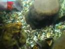 Gold fish Danchoo large! Gold fish Danchoo large!