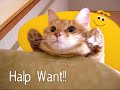 Caturday - A Day To Remember