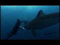 Shark Week 2007 - Surrounded by a Deadly Pack Shark Week 2007 - Surrounded by a Deadly Pack