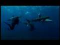 Surrounded by a Deadly Pack of Sharks Shark Week 07 Surrounded by a Deadly Pack of Sharks Shark Week 07