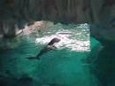Beluga noises Beluga noises