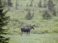 Angry Bull Moose - Brighton - 7675 Hits