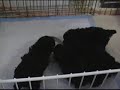 Toy Poodle Puppies first meal #1