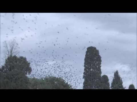 La danza degli storni a Pontedera - zona industriale