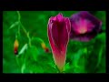 flora�s secret  ENYA