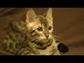 My Crazy Bengal Kitten Kyuubi - HD 720p