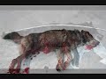 Sarah Palin is the Michael Vick of Alaska....The 2 Pitbulls