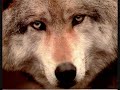 Sarah Palin is the Michael Vick of Alaska....The 2 Pitbulls